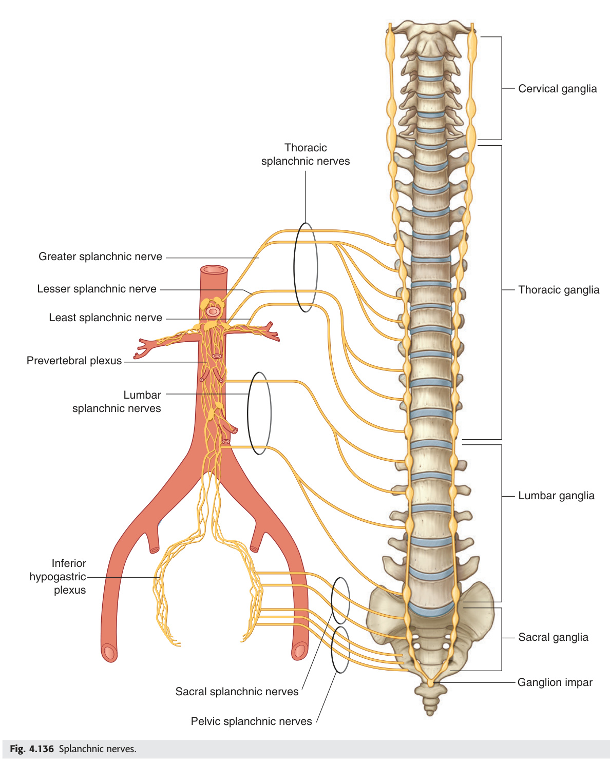 Splanchnic nerves