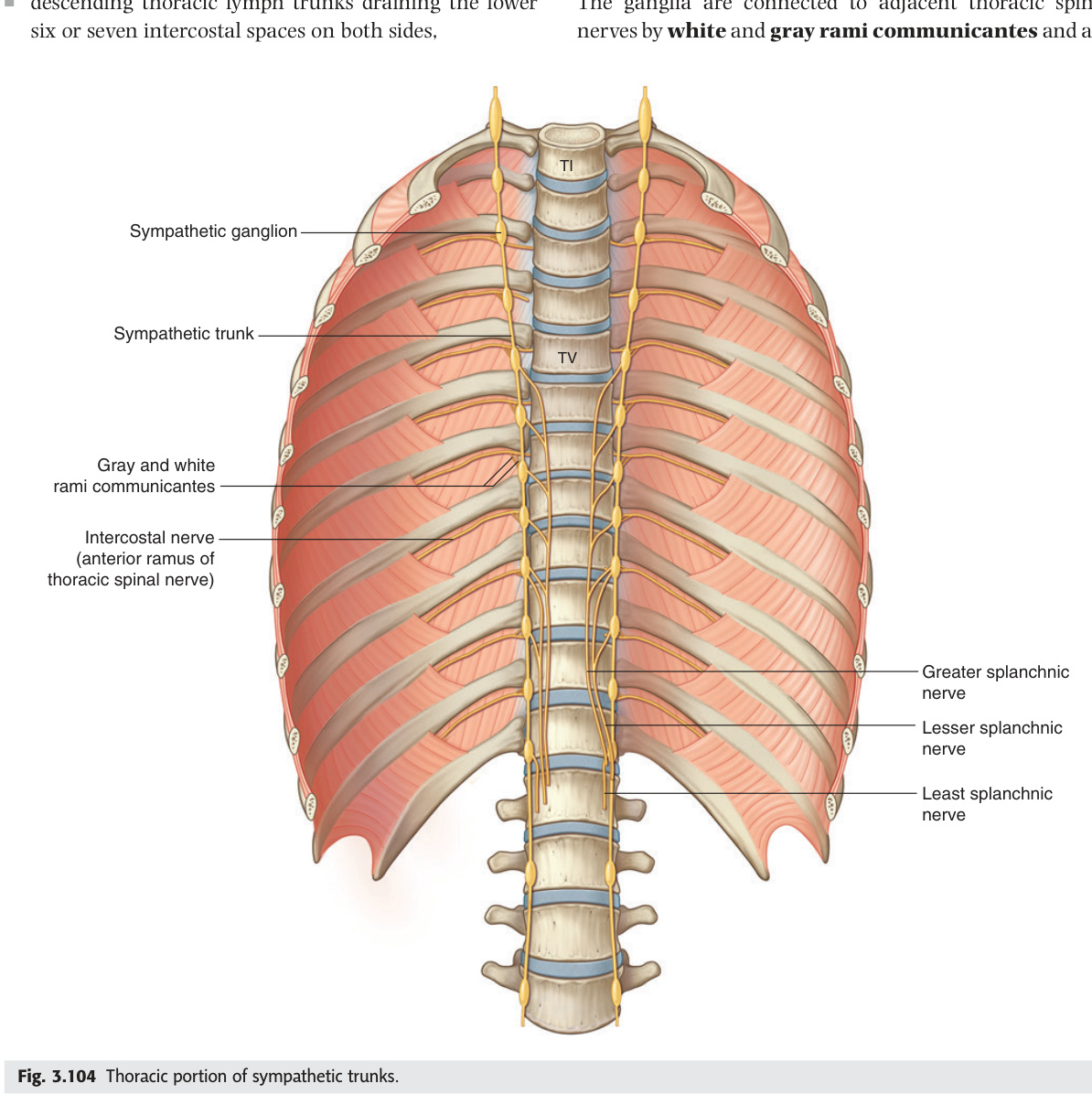 Thoracic portion of the sympathetic trunks