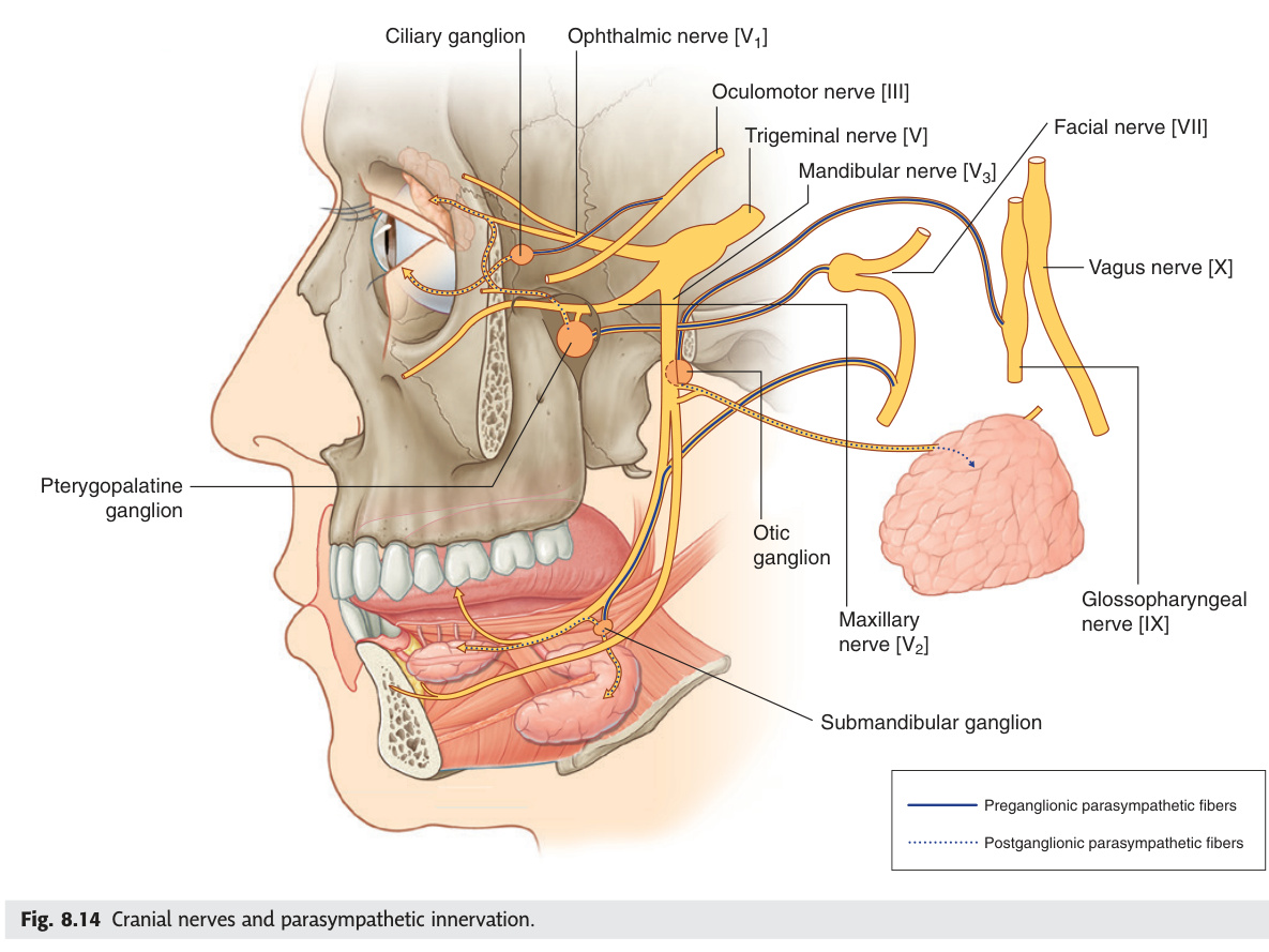 Cranial nerves and parasympathetic innervation