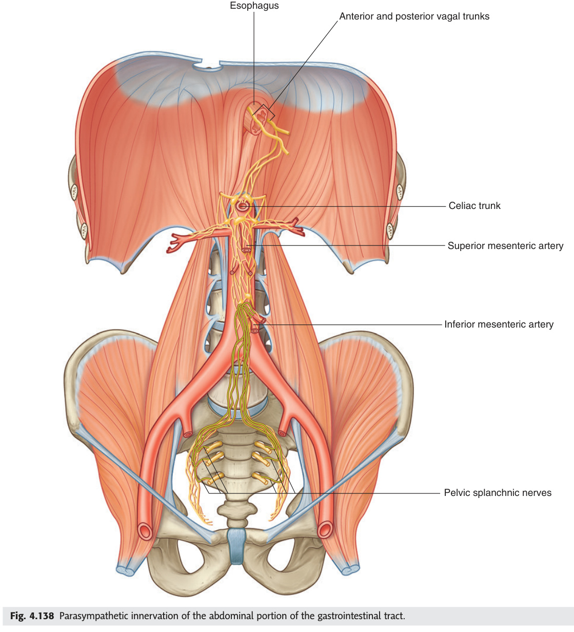 Parasympathetic innervation of the GI tract