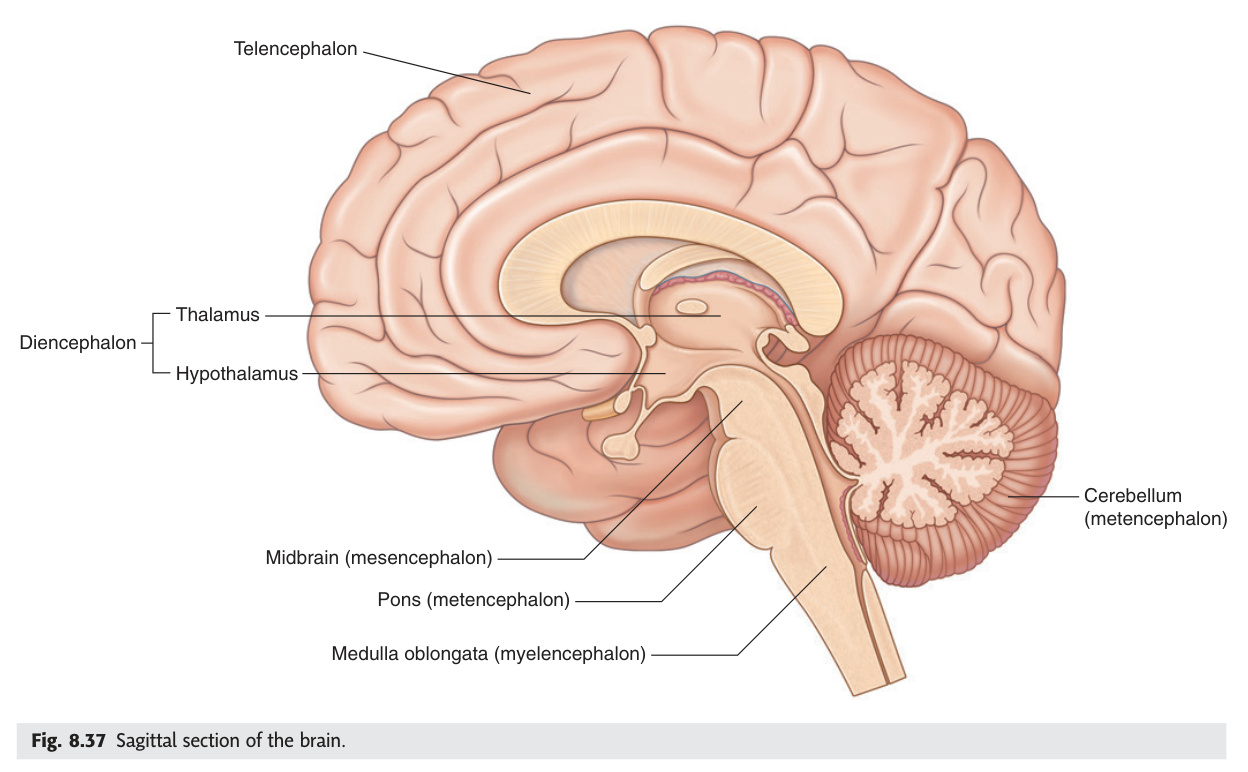 Sagittal section of the brain