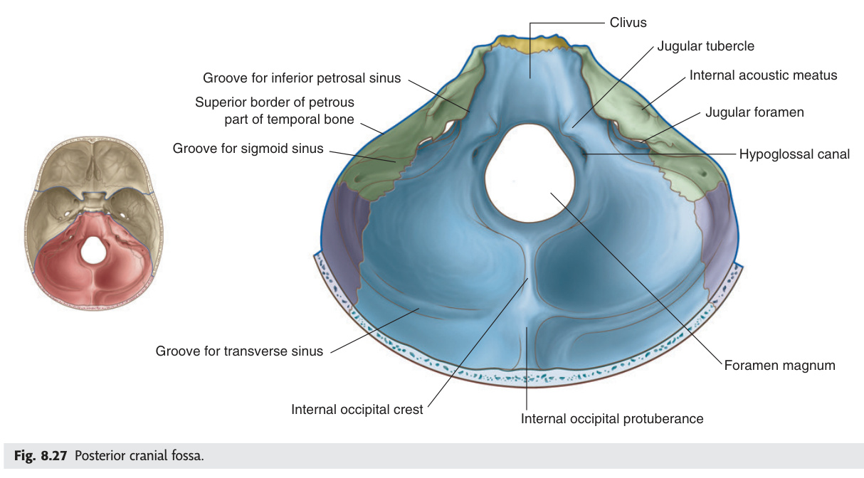 Posterior cranial fossa and cerebellum