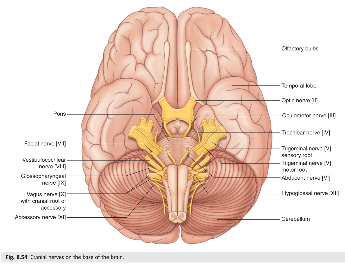 Cranial nerves on the base of the brain