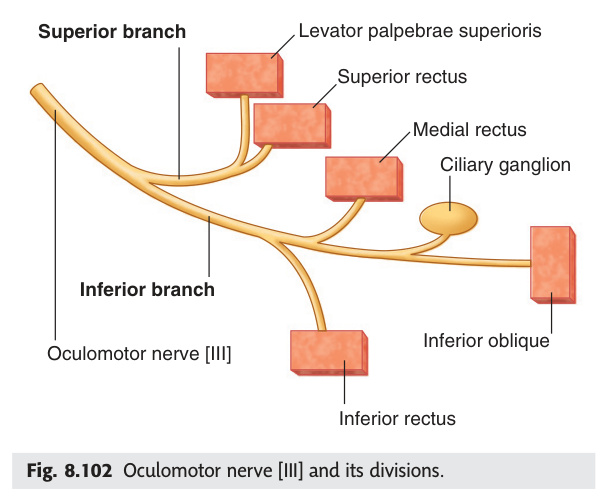 Oculomotor nerve and its divisions