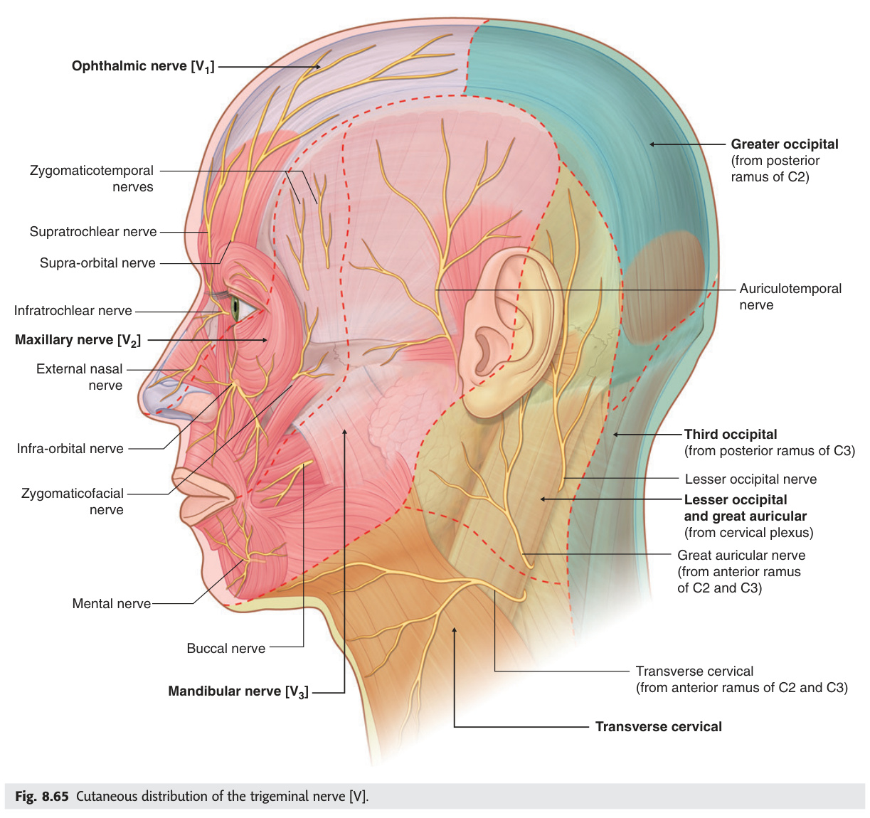 Cutaneous distribution of the trigeminal nerve
