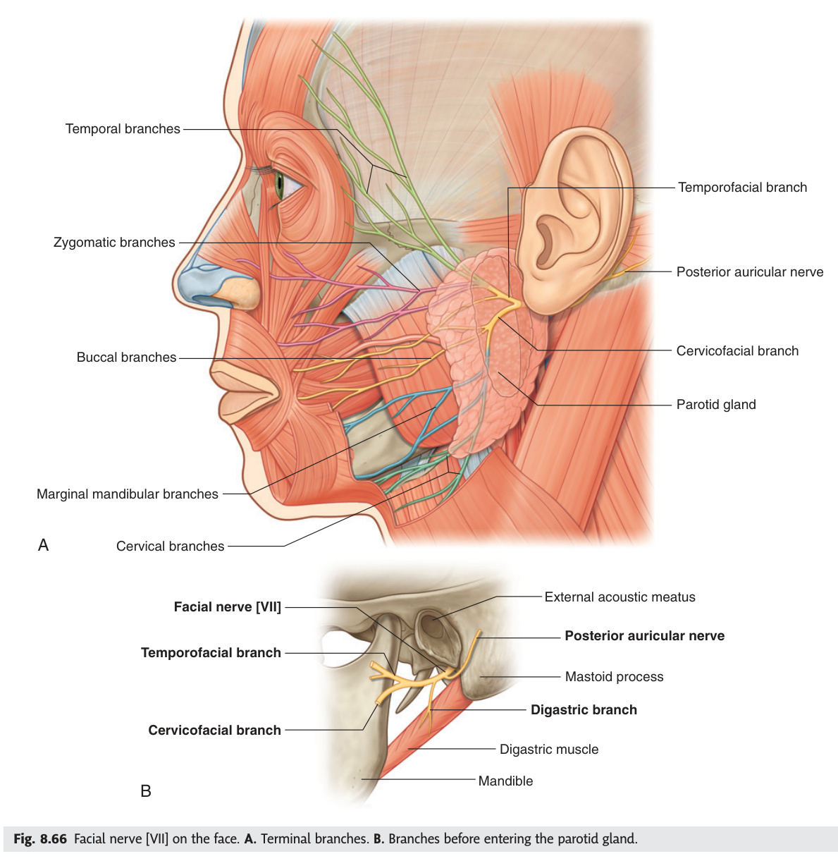 Facial nerve on the face