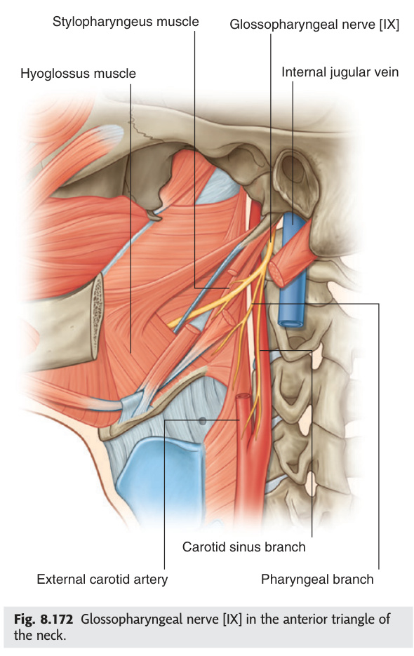 Glossopharyngeal nerve in the neck
