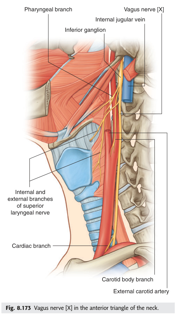 Vagus nerve in the neck