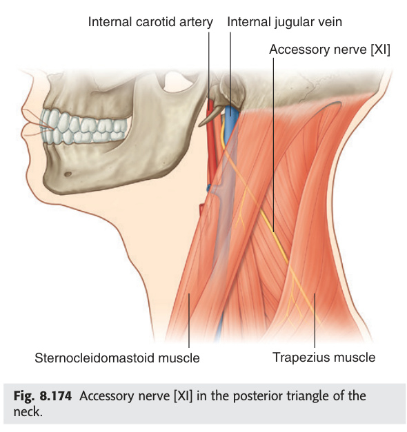 Accessory nerve in the posterior triangle