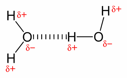Diagram of hydrogen bonding between water molecules, showing O-H---O dashed bonds and lone pairs